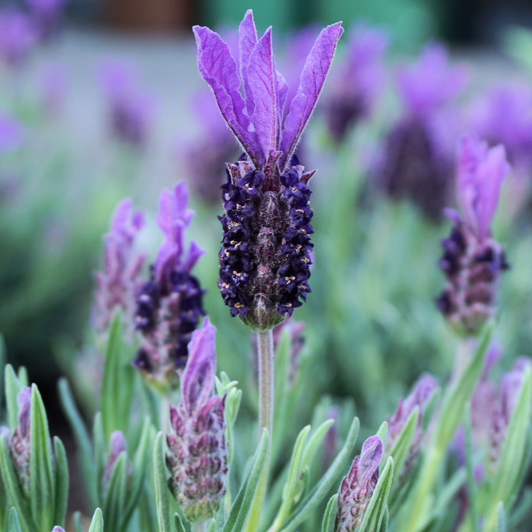 ORGANIC ESSENTIAL OILS
